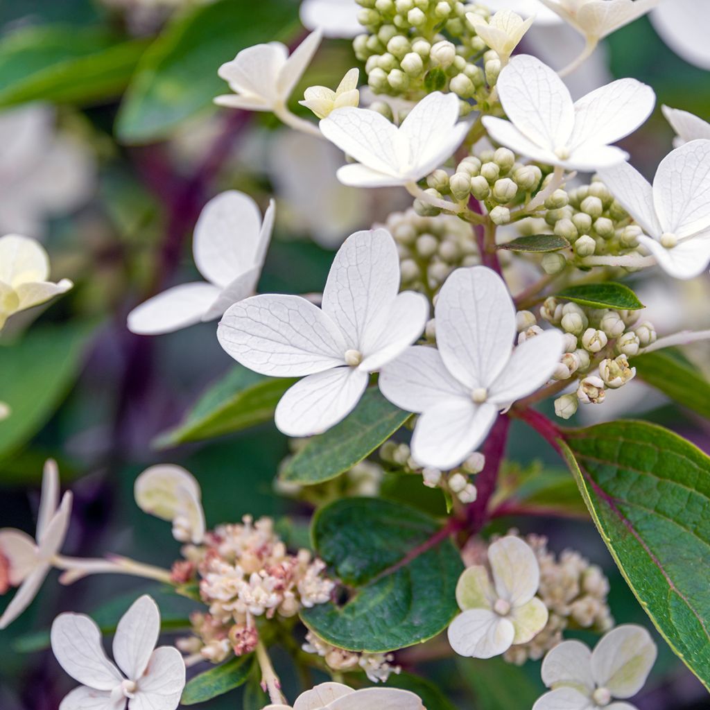 Hydrangea paniculata Magical Vesuvio