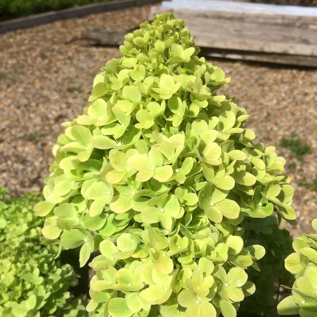 Hydrangea paniculata Mojito