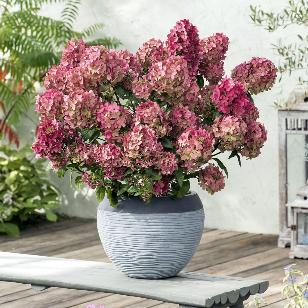 Hydrangea paniculata Petite Star