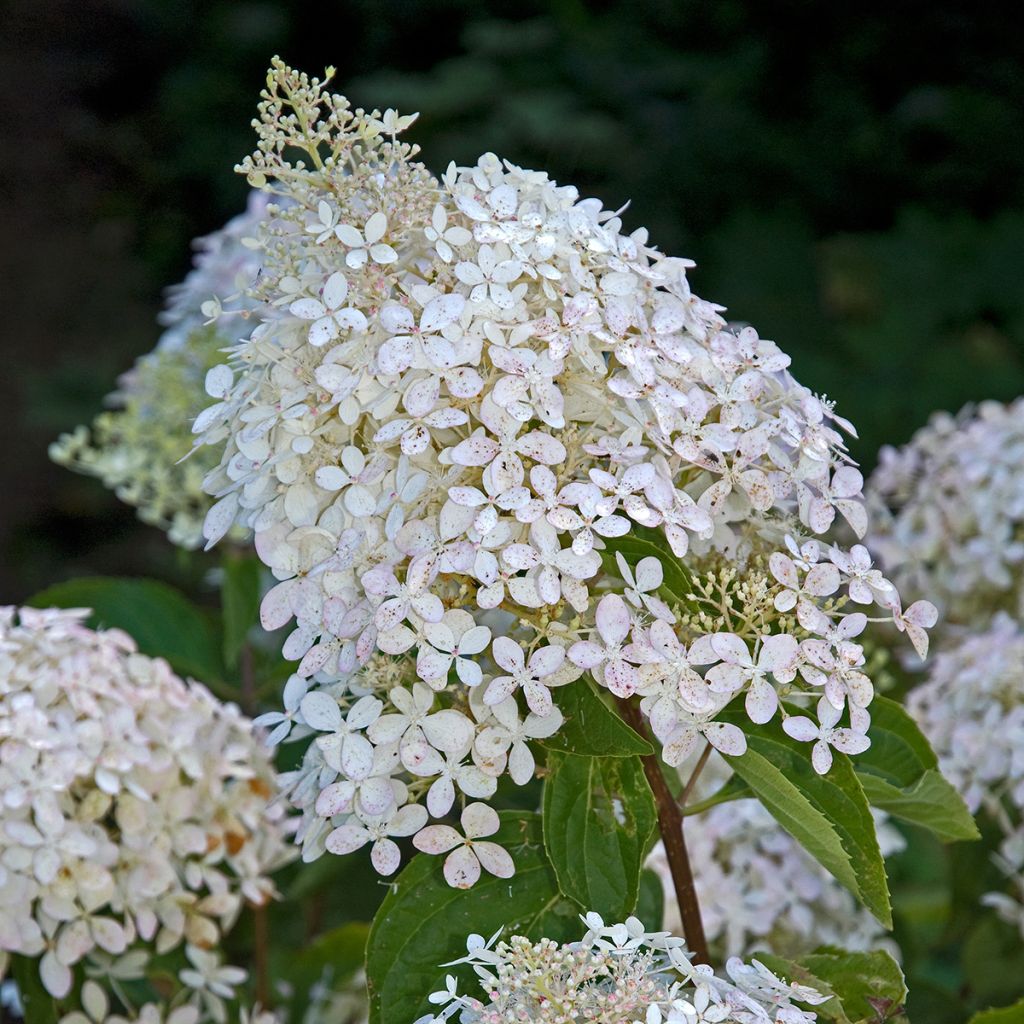 Hydrangea paniculata Phantom - Panicle Hydrangea