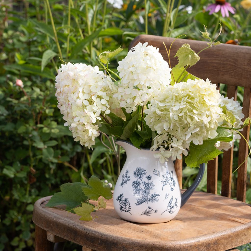Hydrangea paniculata Phantom - Panicle Hydrangea