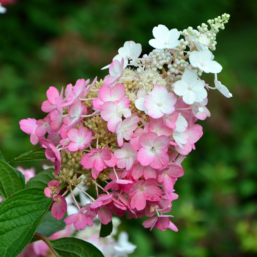 Hydrangea paniculata Pinky Winky