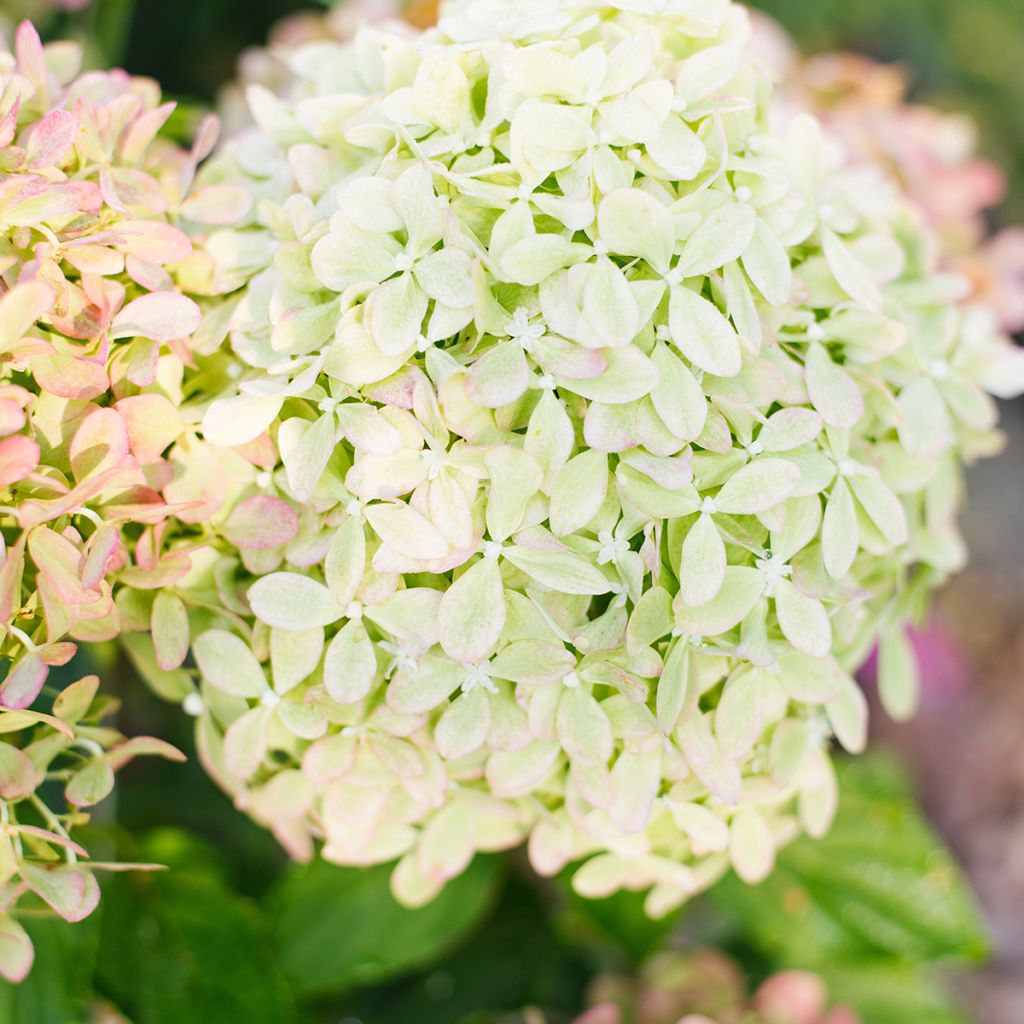 Hydrangea paniculata Pixio 