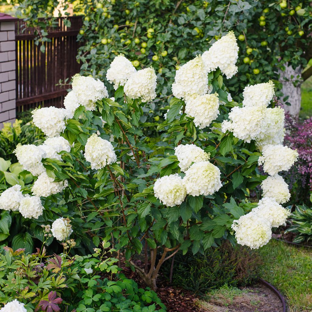 Hydrangea paniculata Polar Bear