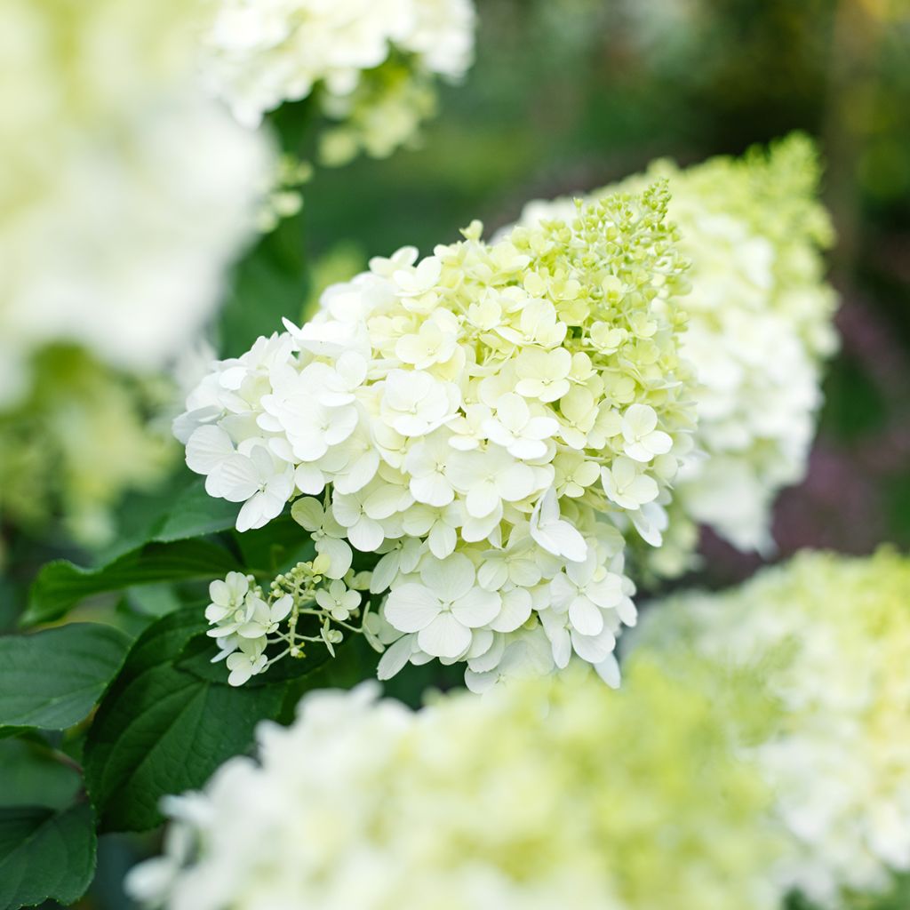 Hydrangea paniculata Polar Bear