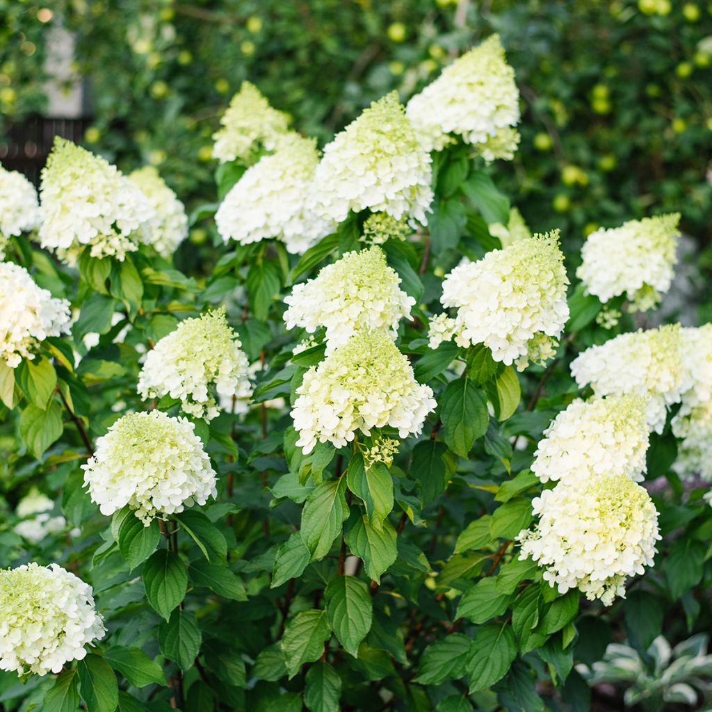 Hydrangea paniculata Polar Bear