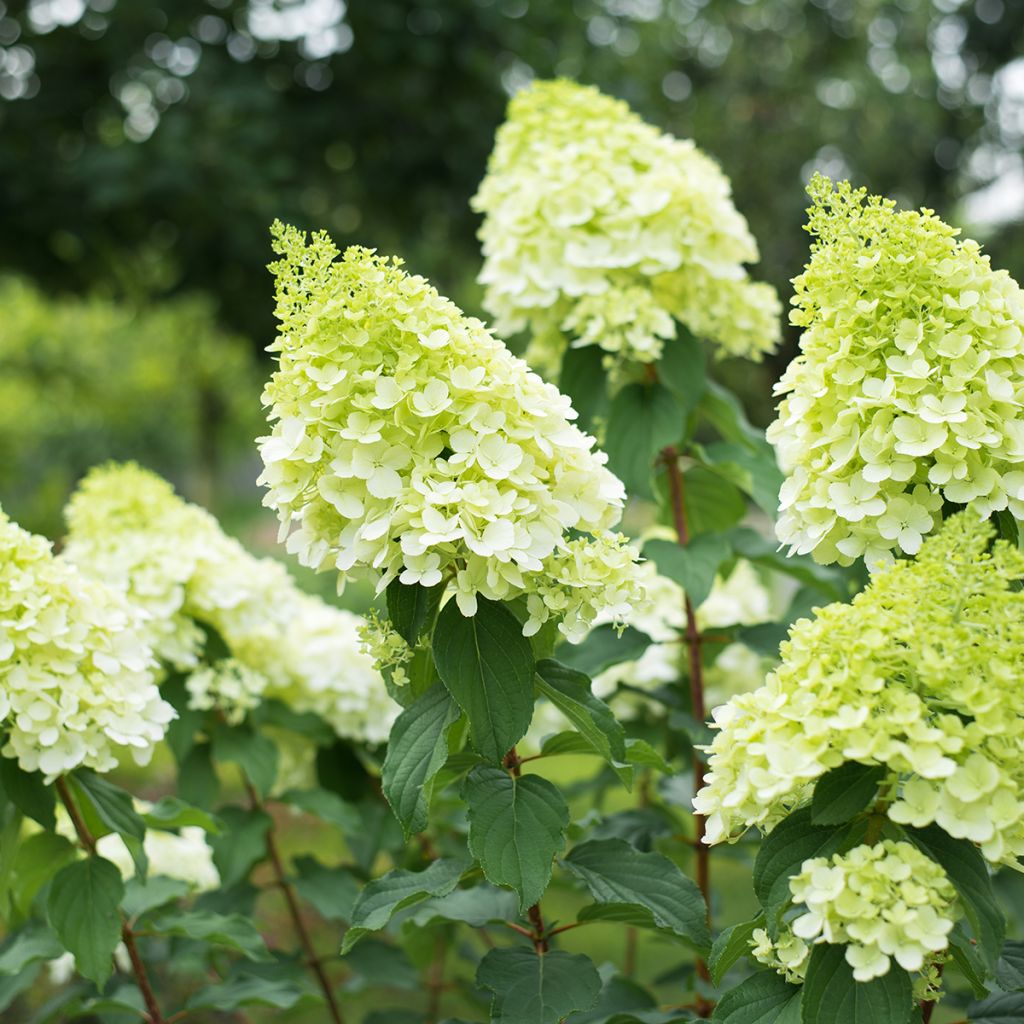 Hydrangea paniculata Polar Bear