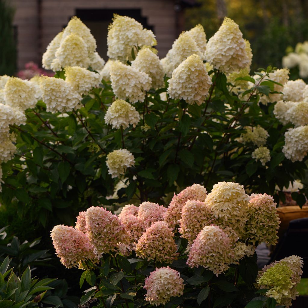 Hydrangea paniculata Polar Bear