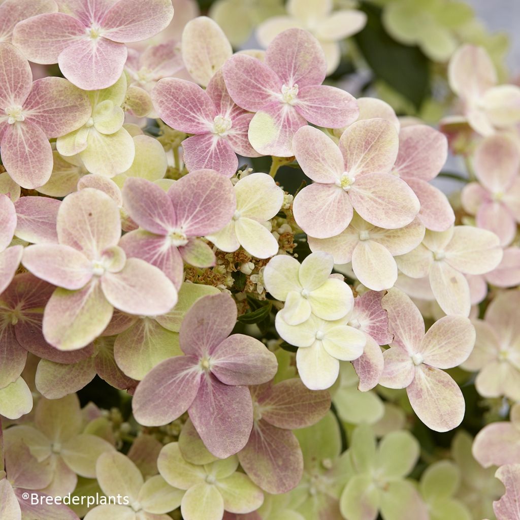 Hydrangea paniculata Polestar