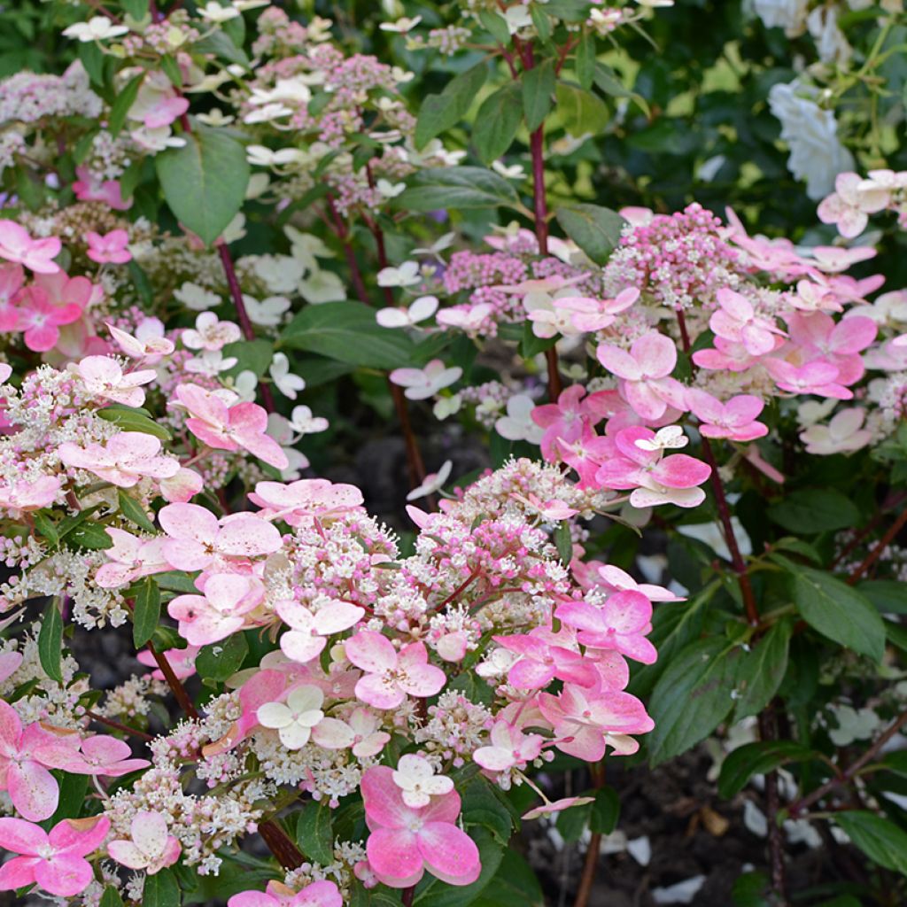 Hydrangea paniculata Prim'Red® 