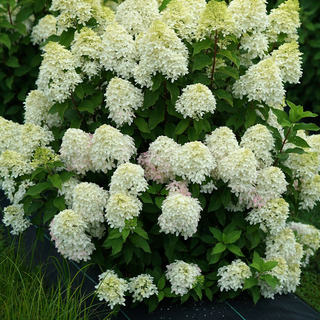 Hydrangea paniculata Quick Fire Fab®