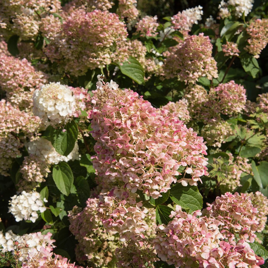 Hydrangea paniculata Silver Dollar