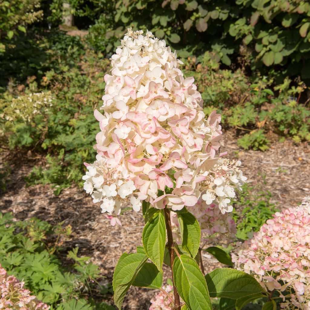 Hydrangea paniculata Silver Dollar