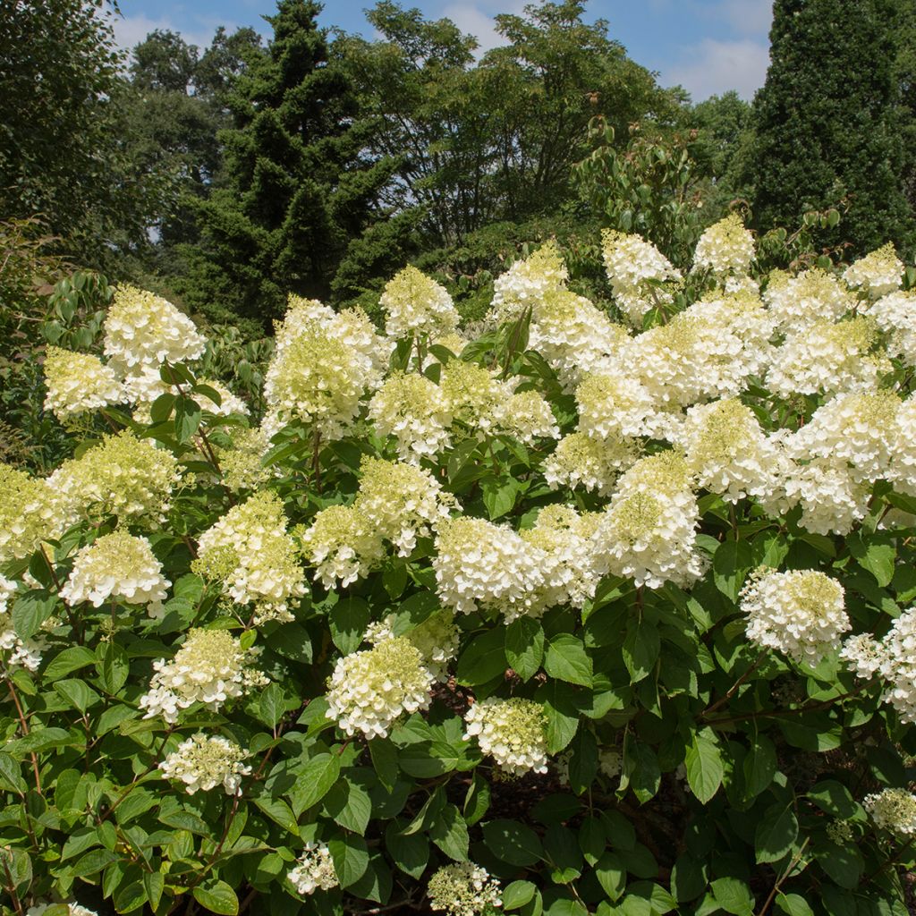 Hydrangea paniculata Silver Dollar