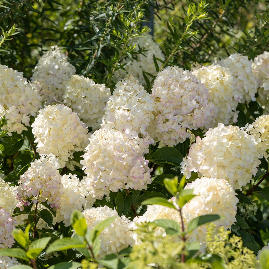 Hydrangea paniculata Silver Dollar