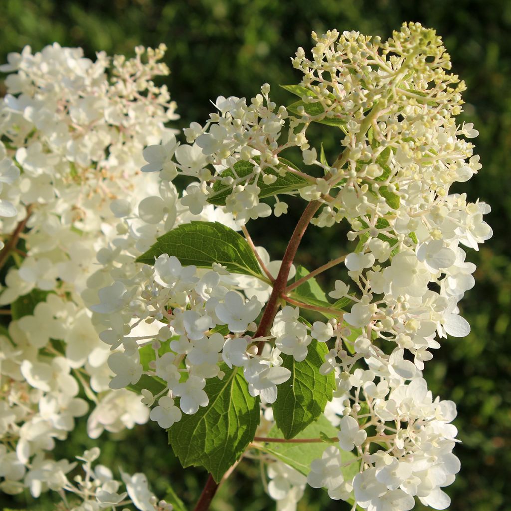 Hydrangea paniculata Silver Dollar