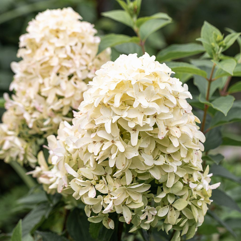 Hydrangea paniculata Skyfall