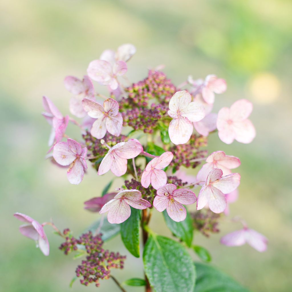 Hydrangea paniculata Wims Red