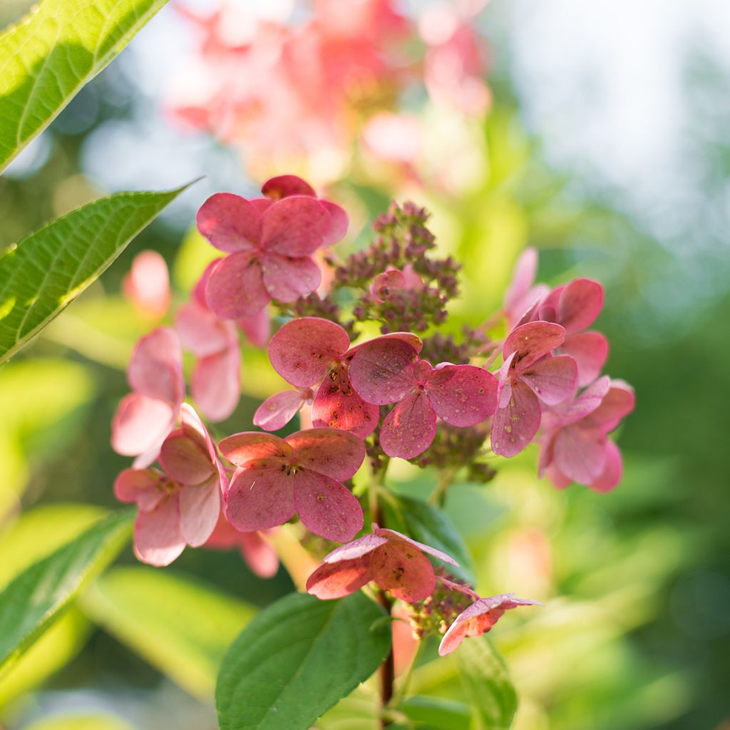 Hydrangea paniculata Wims Red