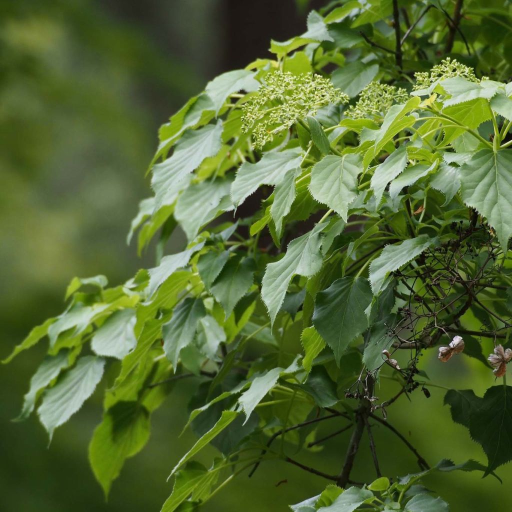 Hydrangea petiolaris Flying Saucer- Climbing Hydrangea