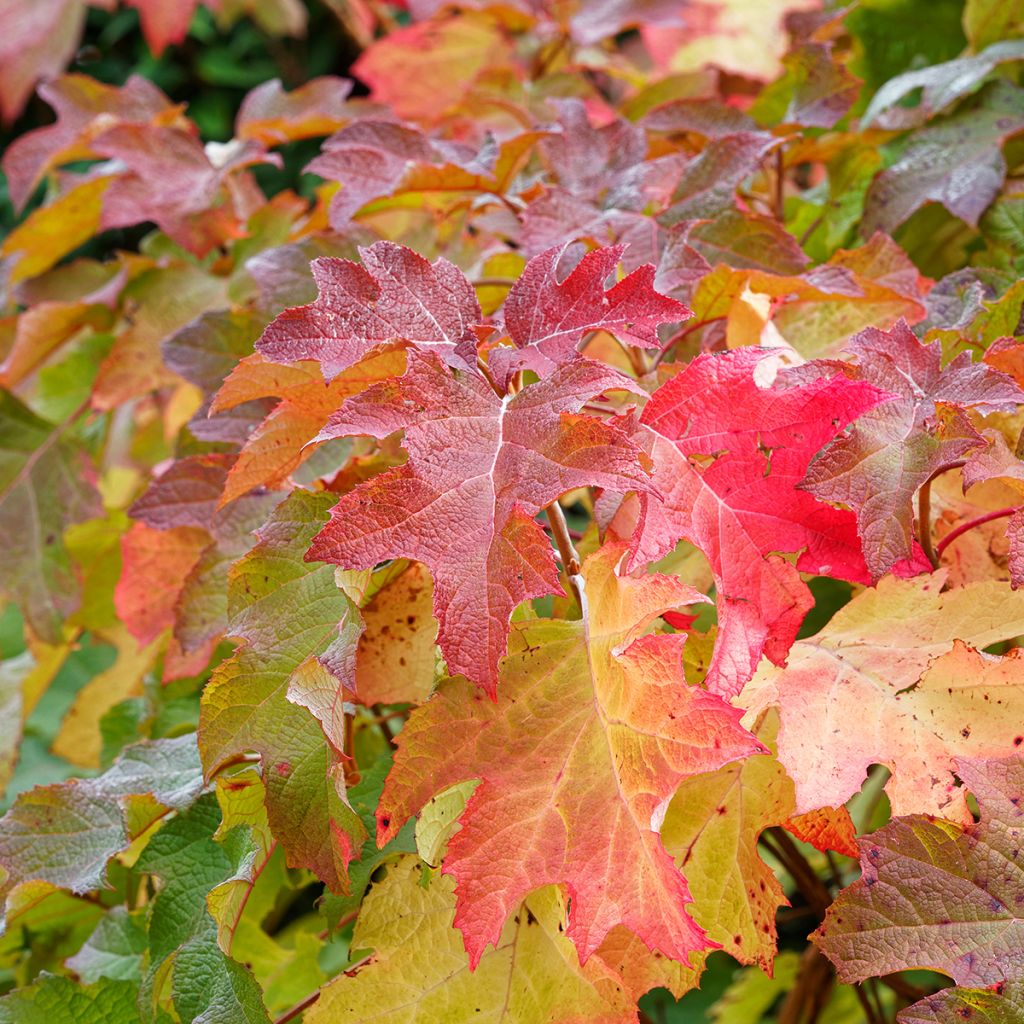 Hydrangea quercifolia Alice