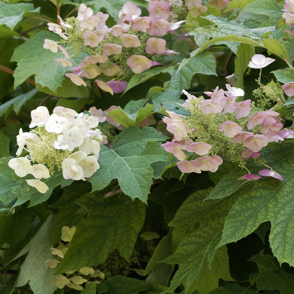 Hydrangea quercifolia Burgundy