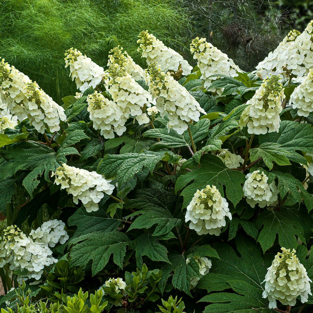 Hydrangea quercifolia Jetstream