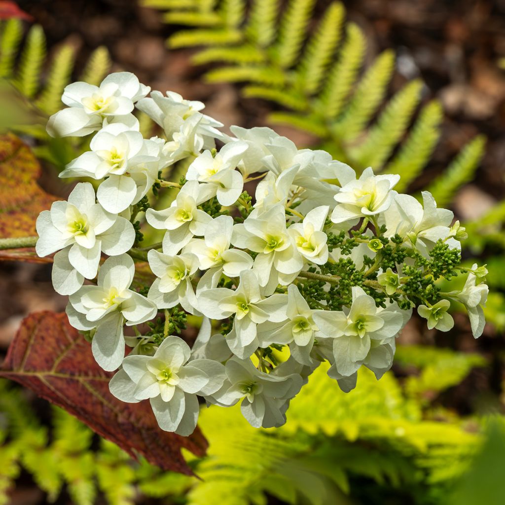 Hydrangea quercifolia Snowflake