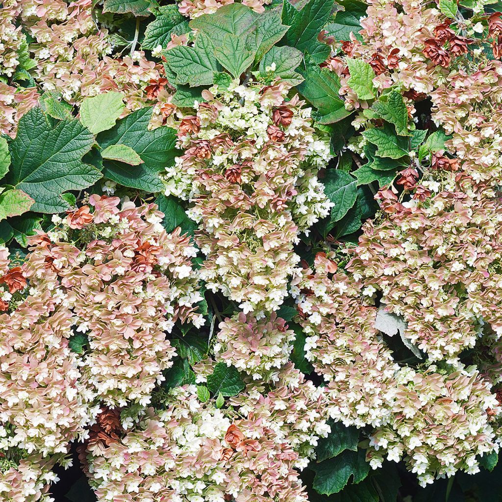 Hydrangea quercifolia Snowflake