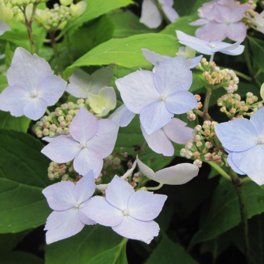 Hydrangea serrata Blue Deckle - Mountain Hydrangea