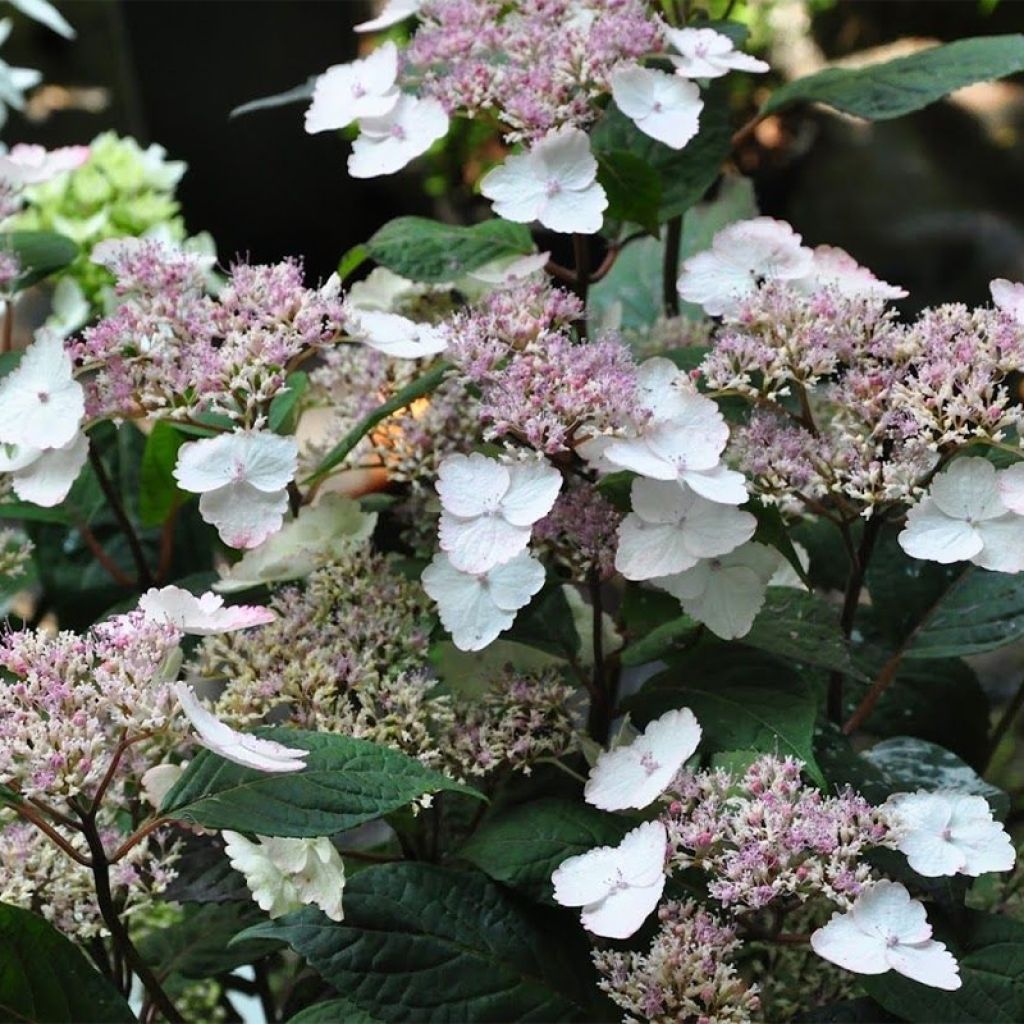Hydrangea serrata Intermedia - Mountain Hydrangea