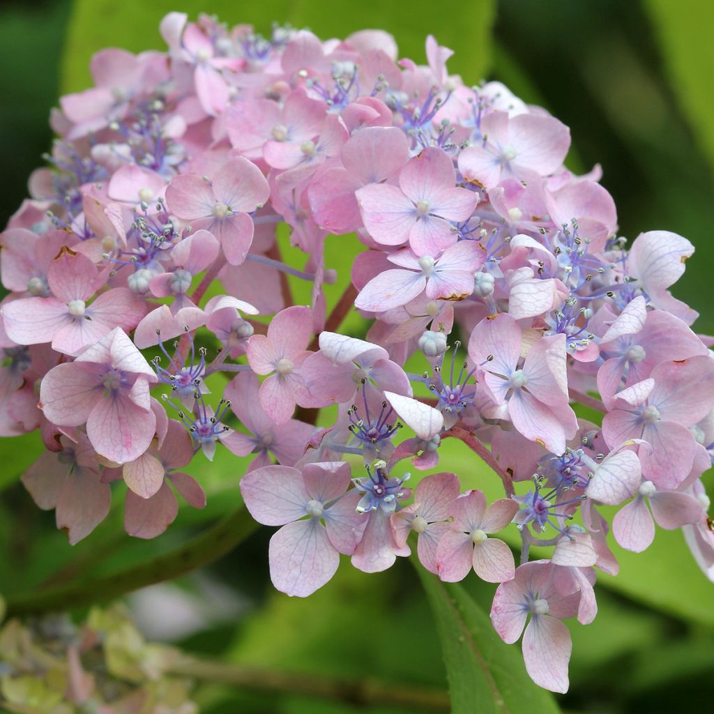 Hydrangea serrata Spreading Beauty