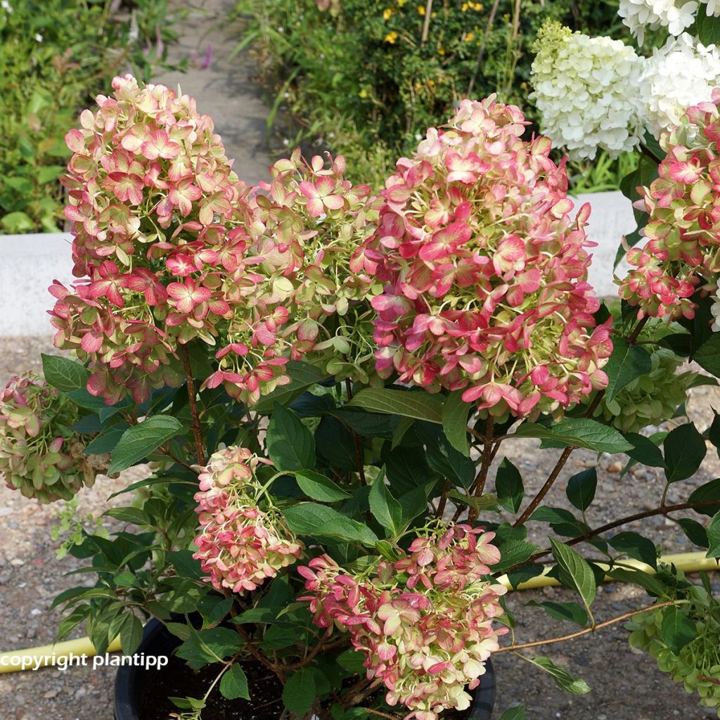 Hydrangea paniculata Graffiti