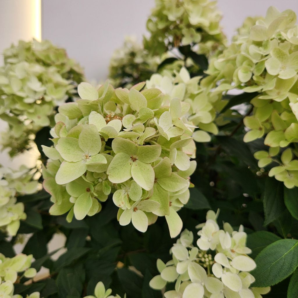 Hydrangea paniculata Groundbreaker Ruby