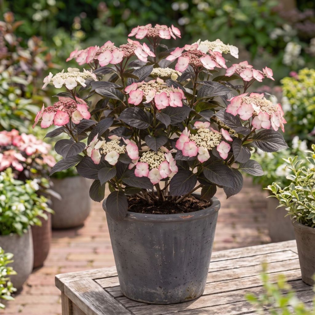 Hydrangea serrata Choco White - Mountain Hydrangea
