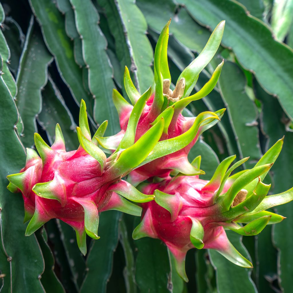 Hylocereus undatus