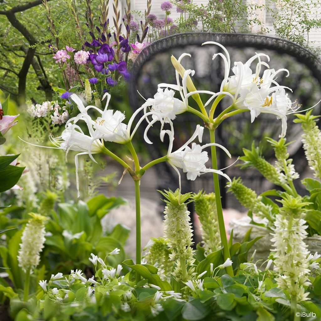 Hymenocallis x festalis Zwanenburg - Spider Lily