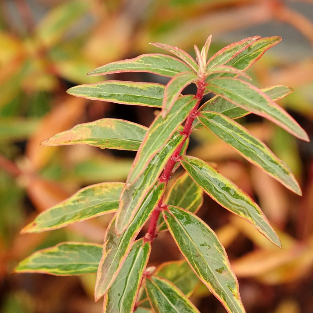 Hypericum Hidcote Limelight