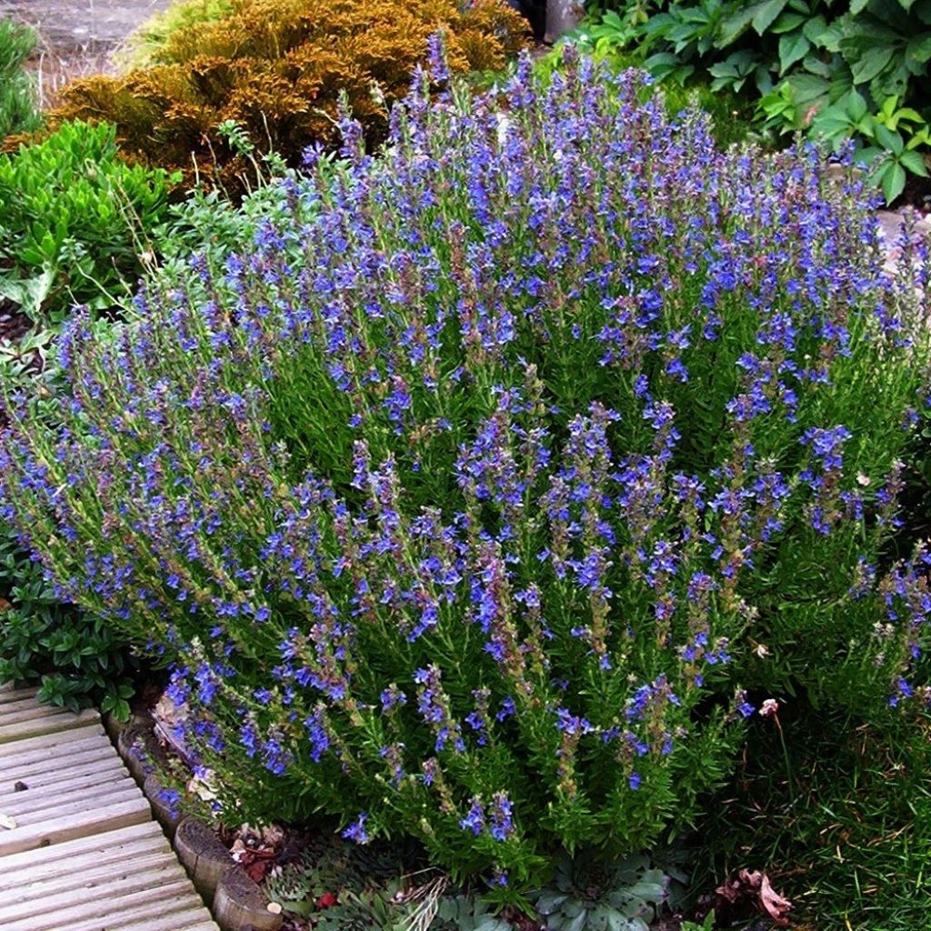 Hyssopus officinalis subsp. aristatus
