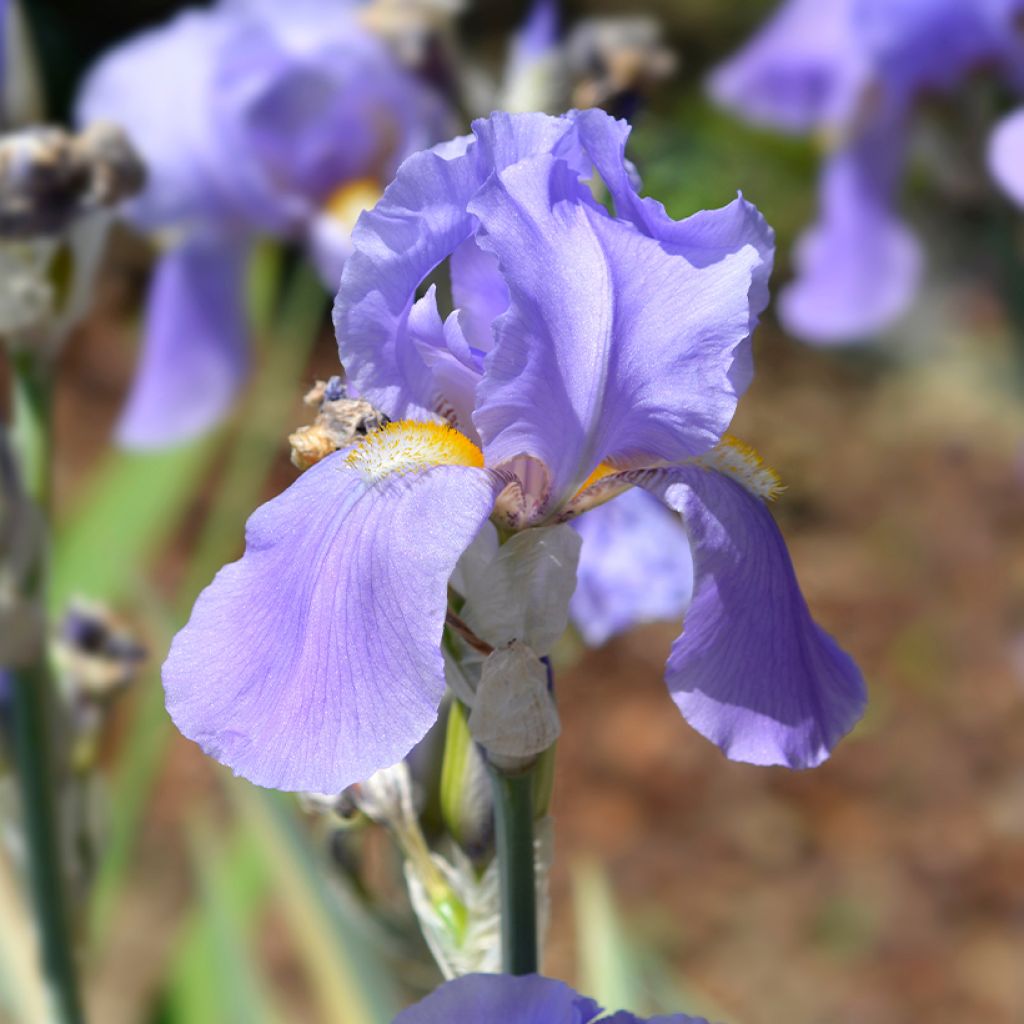 Iris pallida Variegata