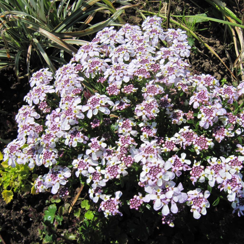 Iberis sempervirens Pink Ice