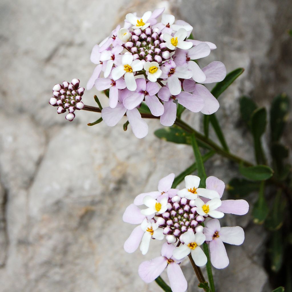 Iberis sempervirens Pink Ice