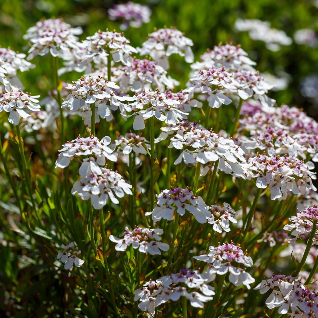 Iberis sempervirens Pink Ice