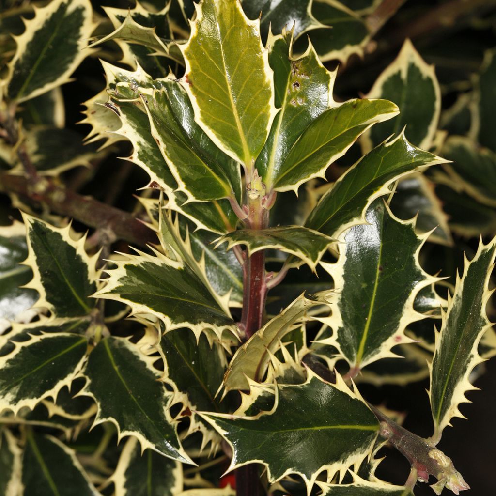 Ilex aquifolium 'Handsworth New Silver' - Variegated holly
