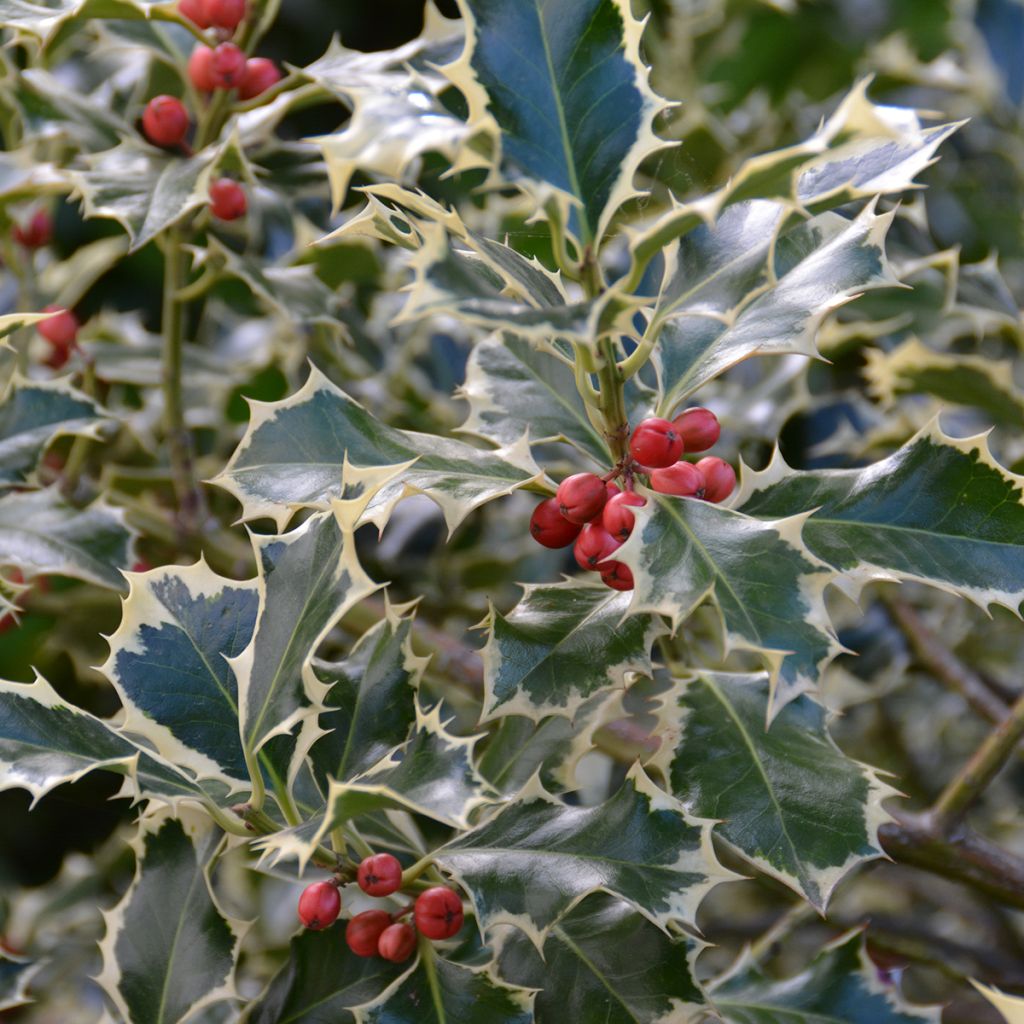Ilex aquifolium Silver Queen - Common Holly