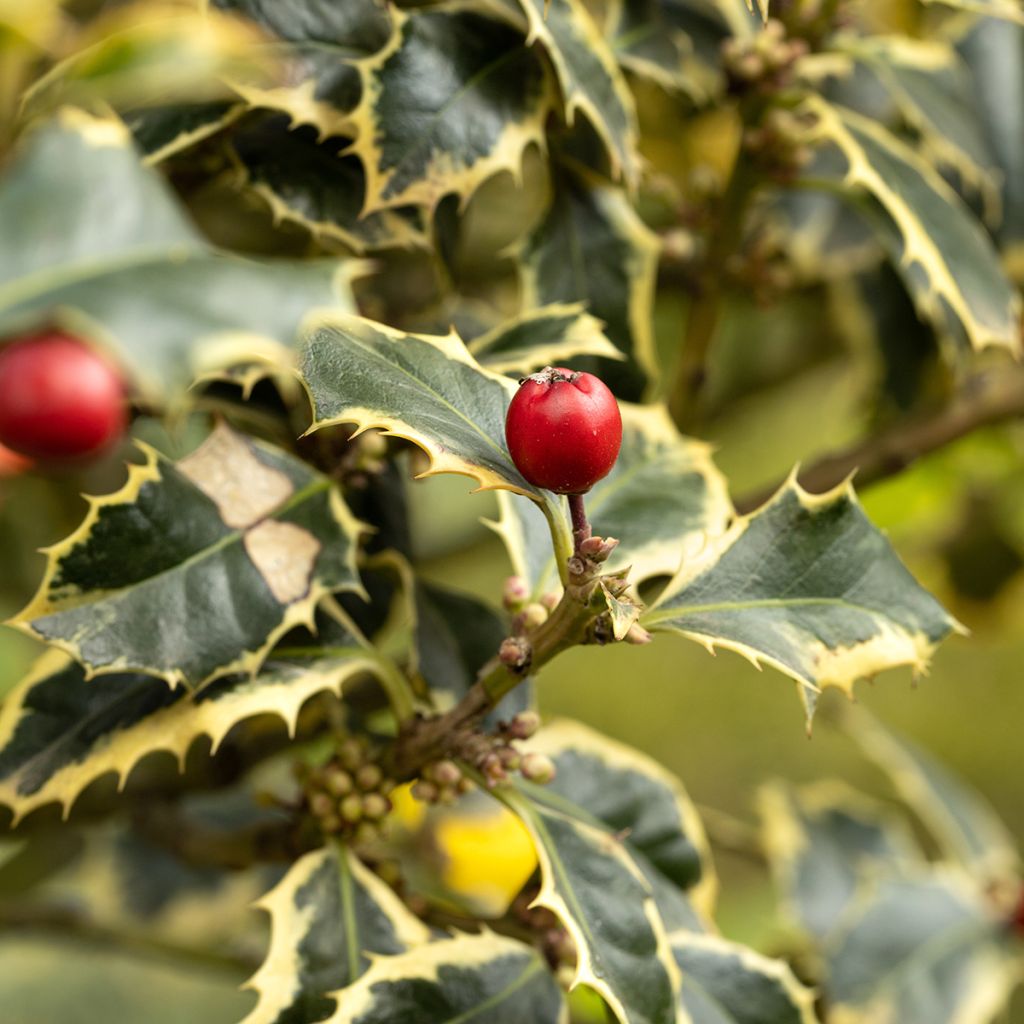Ilex aquifolium Silver Queen - Common Holly