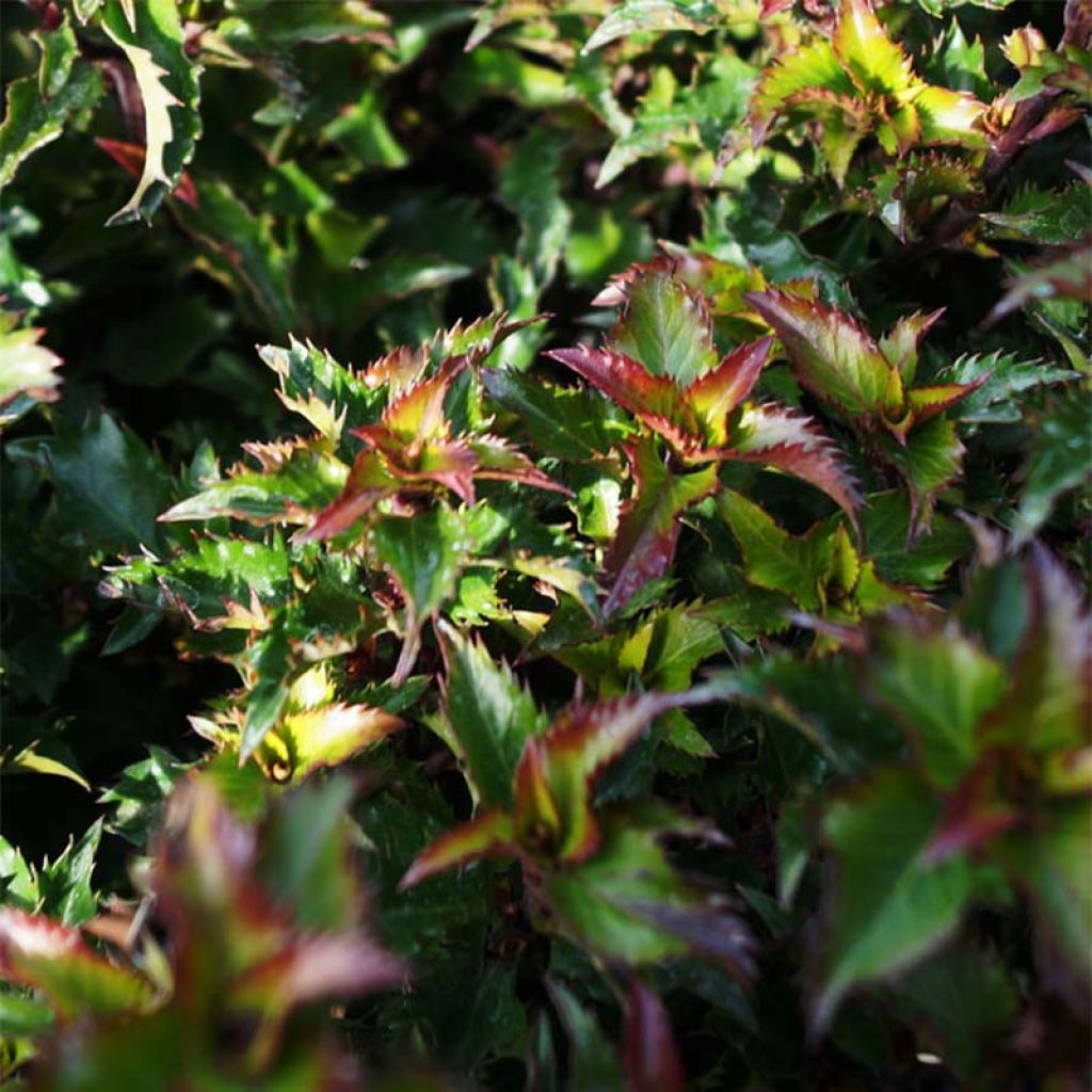 Ilex x meserveae MAGICAL Little Rascal Mondo - Blue Holly