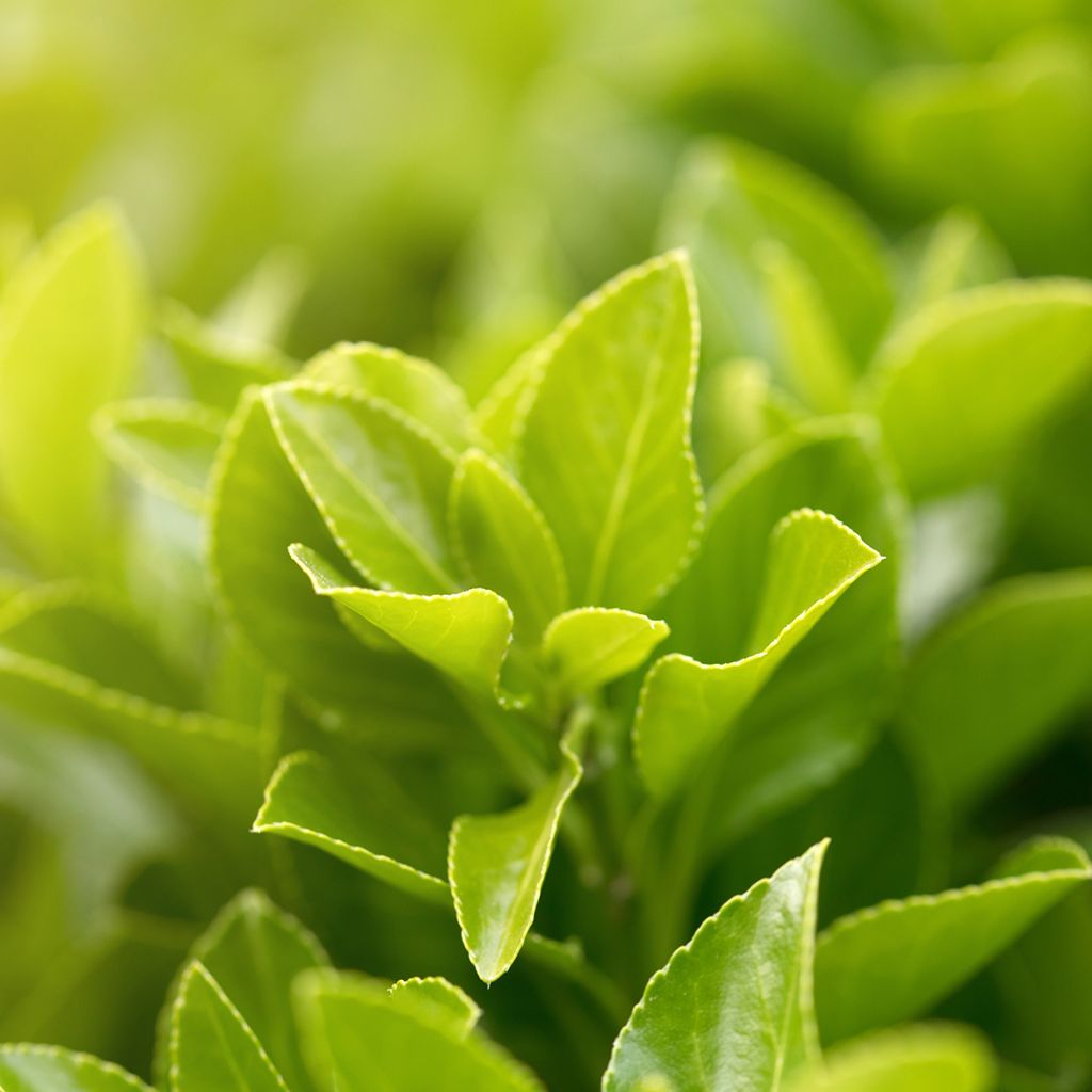 Ilex setchuenensis - Sechuan Holy