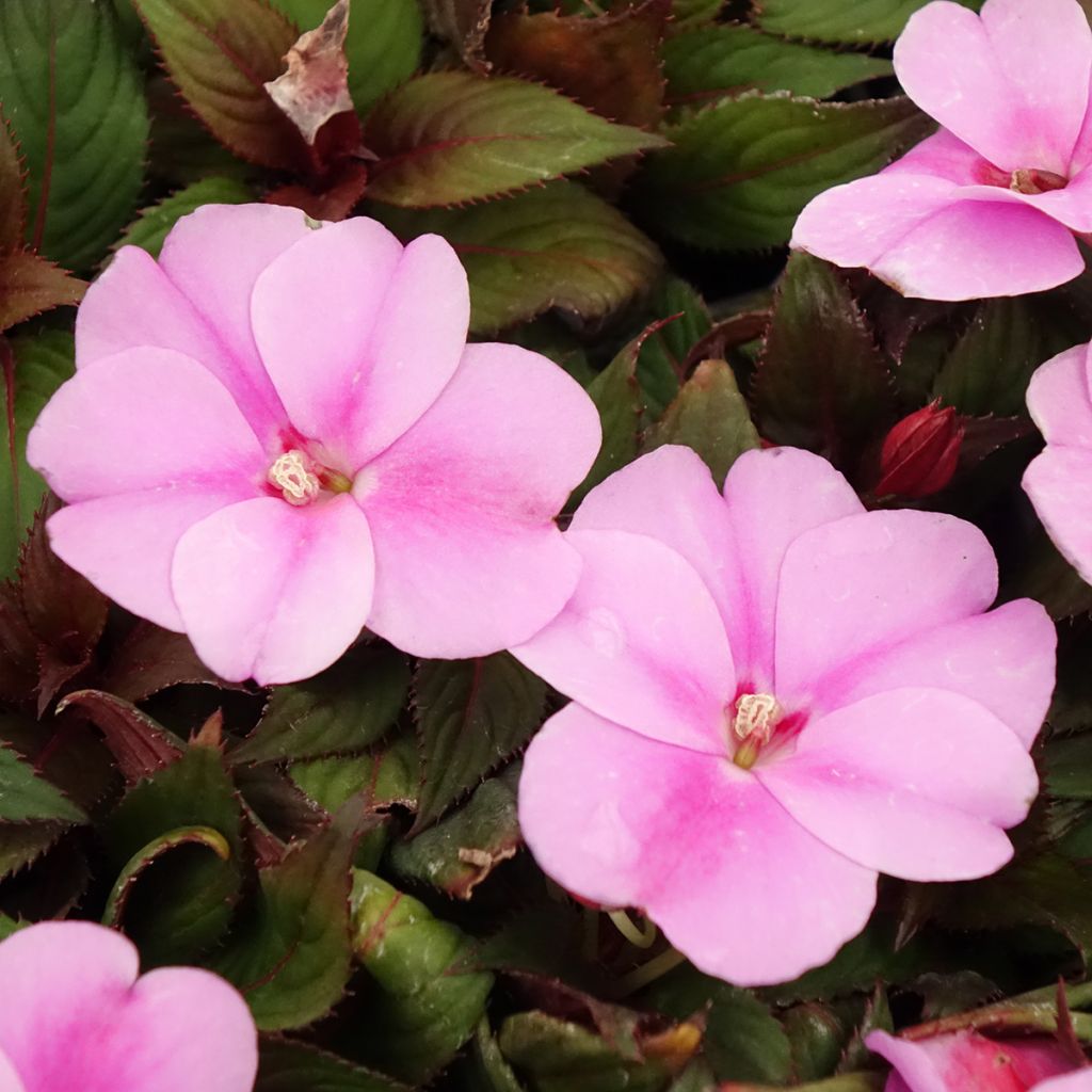 Impatiens x hawkeri SunPatiens Vigorous Lavender - New Guinea Impatiens