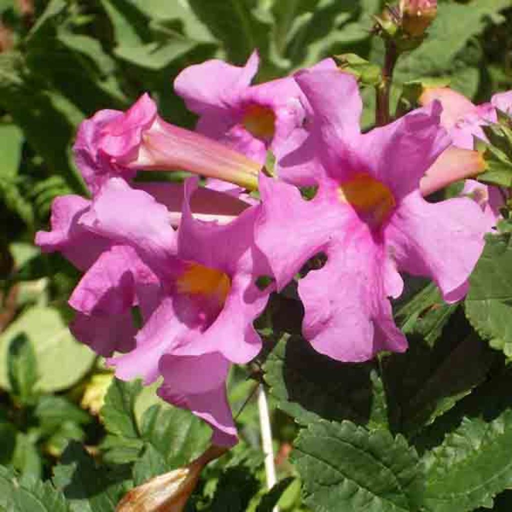 Incarvillea delavayi - Hardy Gloxinia